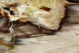 Polished Petrified Wood (Bald Cypress?) Slab - Washington #308404-1